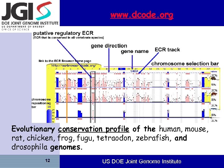 www. dcode. org Evolutionary conservation profile of the human, mouse, rat, chicken, frog, fugu,