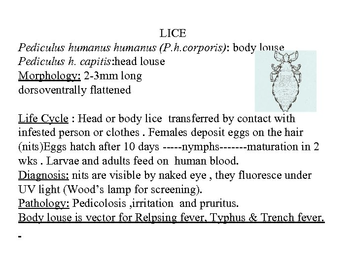 LICE Pediculus humanus (P. h. corporis): body louse Pediculus h. capitis: head louse Morphology: