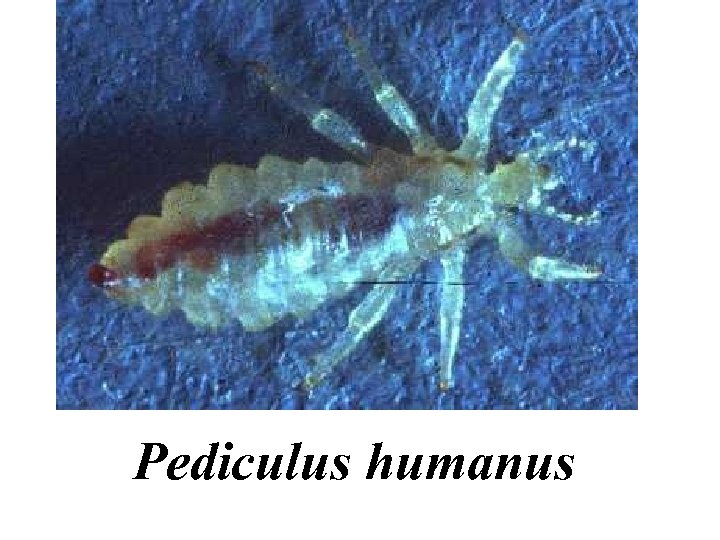 Pediculus humanus 