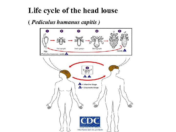 Life cycle of the head louse ( Pediculus humanus capitis ) 