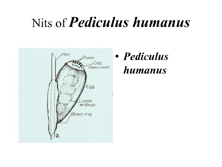 Nits of Pediculus humanus • Pediculus humanus 