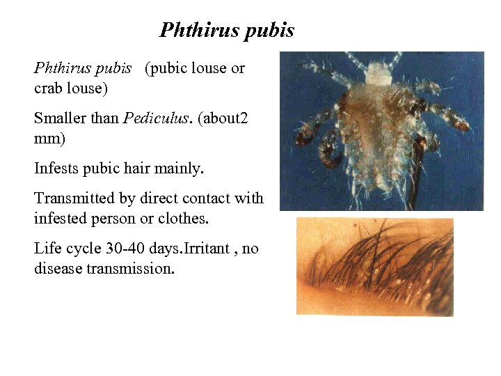 Phthirus pubis (pubic louse or crab louse) Smaller than Pediculus. (about 2 mm) Infests