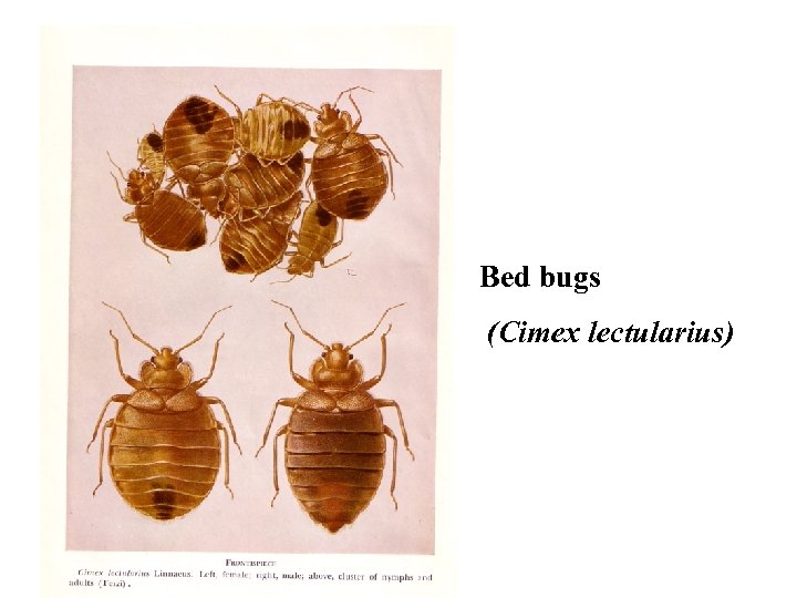 Bed bugs (Cimex lectularius) 