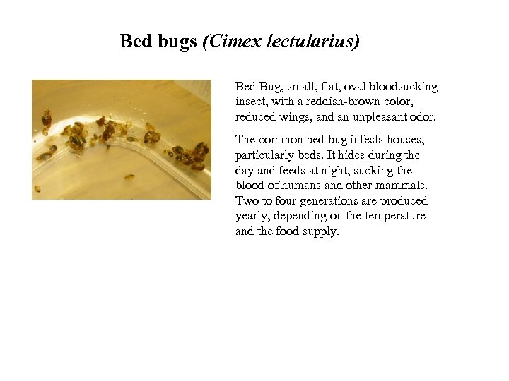 Bed bugs (Cimex lectularius) Bed Bug, small, flat, oval bloodsucking insect, with a reddish-brown