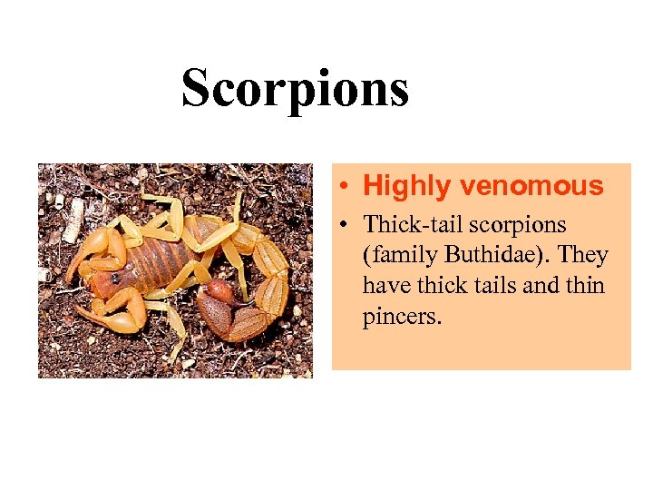 Scorpions • Highly venomous • Thick-tail scorpions (family Buthidae). They have thick tails and