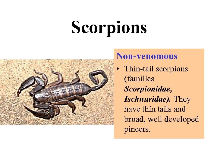 Scorpions Non-venomous • Thin-tail scorpions (families Scorpionidae, Ischnuridae). They have thin tails and broad,