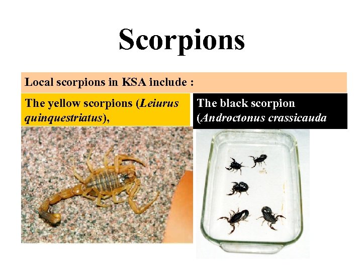 Scorpions Local scorpions in KSA include : The yellow scorpions (Leiurus quinquestriatus), The black