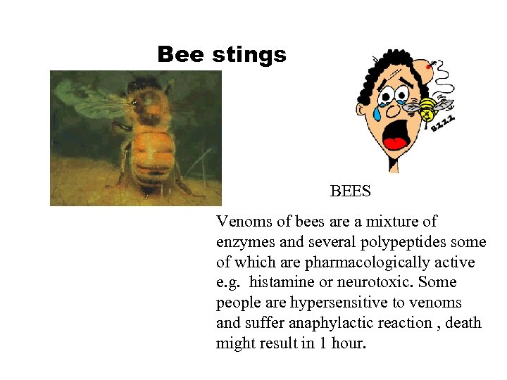 Bee stings BEES Venoms of bees are a mixture of enzymes and several polypeptides