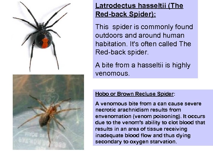 Latrodectus hasseltii (The Red-back Spider): This spider is commonly found outdoors and around human