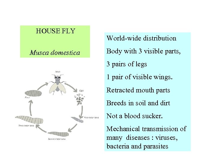  HOUSE FLY World-wide distribution Body with 3 visible parts, Musca domestica 3 pairs