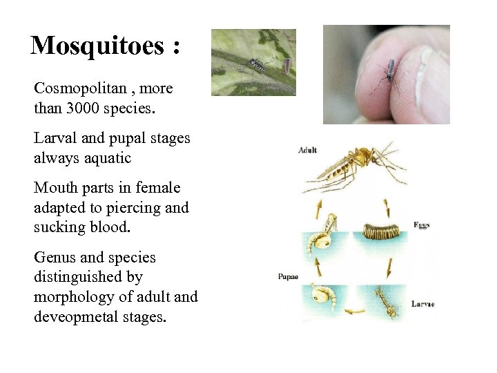 Mosquitoes : Cosmopolitan , more than 3000 species. Larval and pupal stages always aquatic