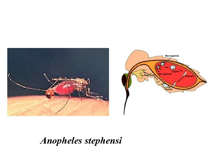 Anopheles stephensi 