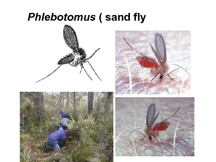 Phlebotomus ( sand fly 