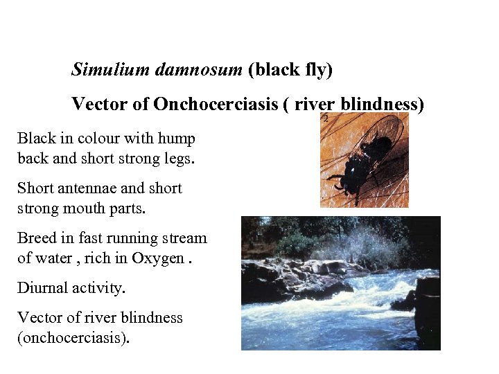 Simulium damnosum (black fly) Vector of Onchocerciasis ( river blindness) Black in colour with