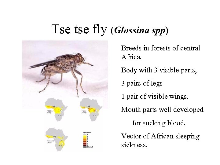Tse tse fly (Glossina spp) Breeds in forests of central Africa. Body with 3