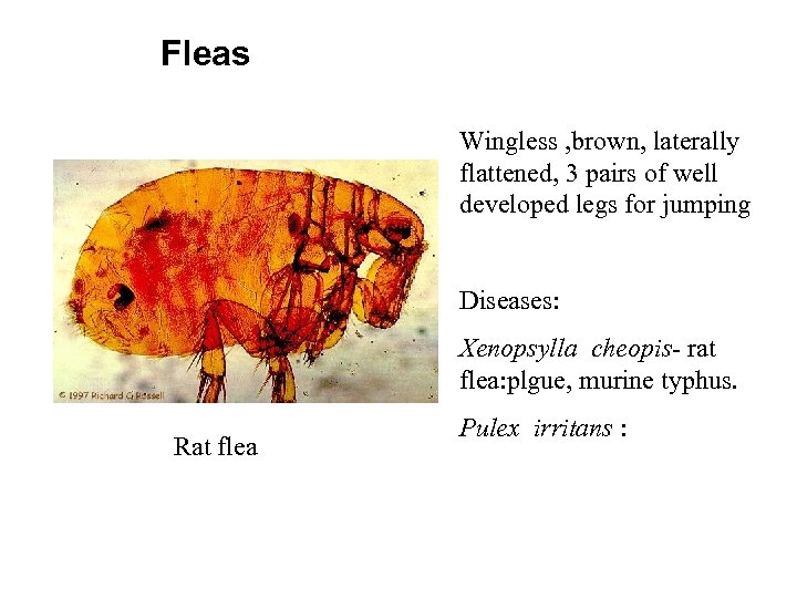 Fleas Wingless , brown, laterally flattened, 3 pairs of well developed legs for jumping