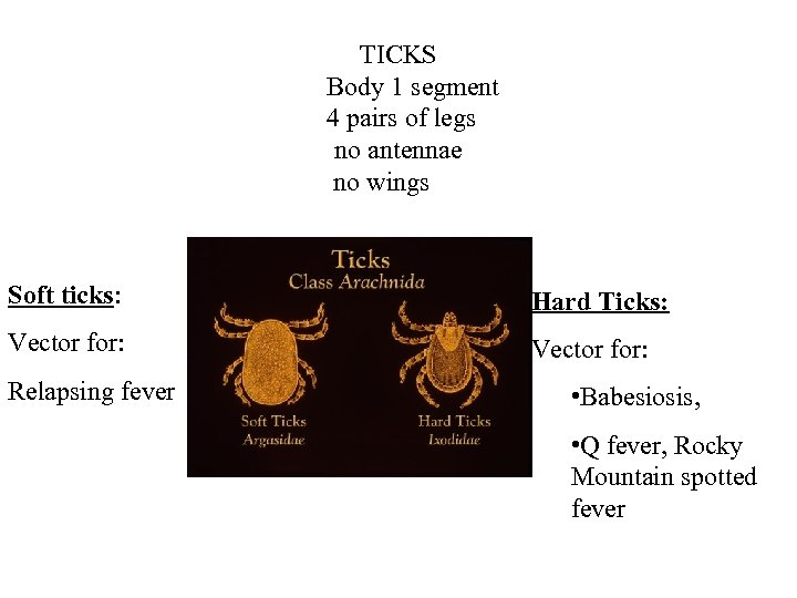 TICKS Body 1 segment 4 pairs of legs no antennae no wings Soft ticks: