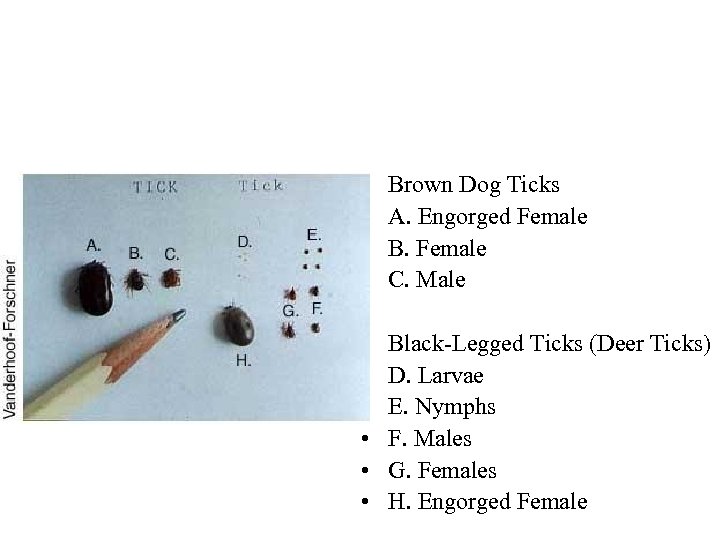  • • Brown Dog Ticks A. Engorged Female B. Female C. Male •