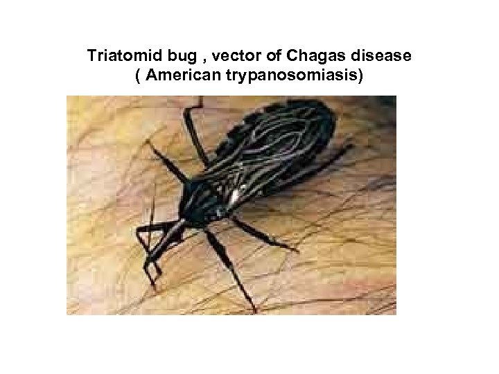 Triatomid bug , vector of Chagas disease ( American trypanosomiasis) 