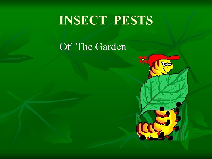 INSECT PESTS Of The Garden 