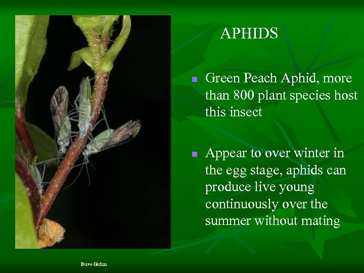 APHIDS n n Dave Guinn Green Peach Aphid, more than 800 plant species host