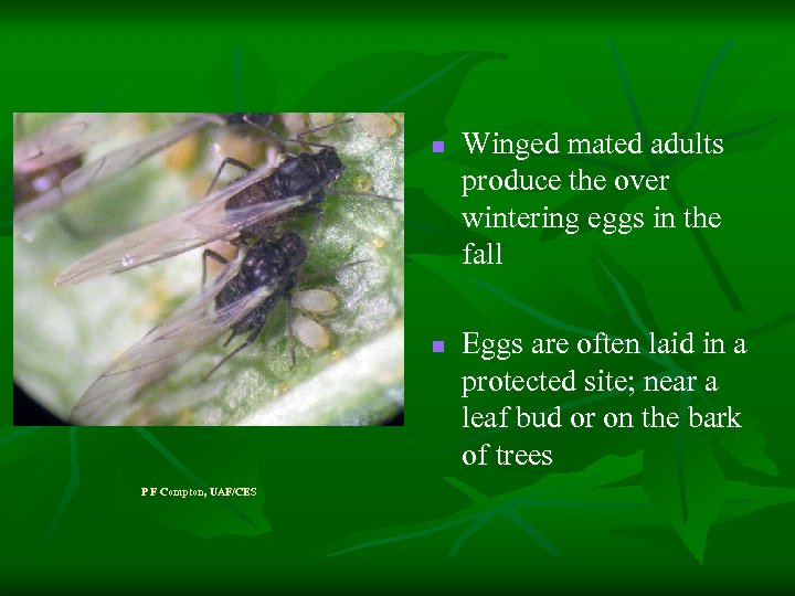 n n P F Compton, UAF/CES Winged mated adults produce the over wintering eggs