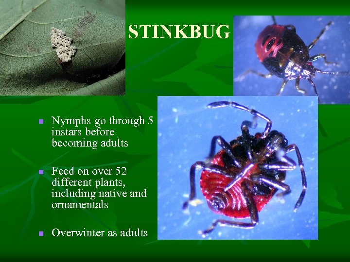 STINKBUG n n n Nymphs go through 5 instars before becoming adults Feed on