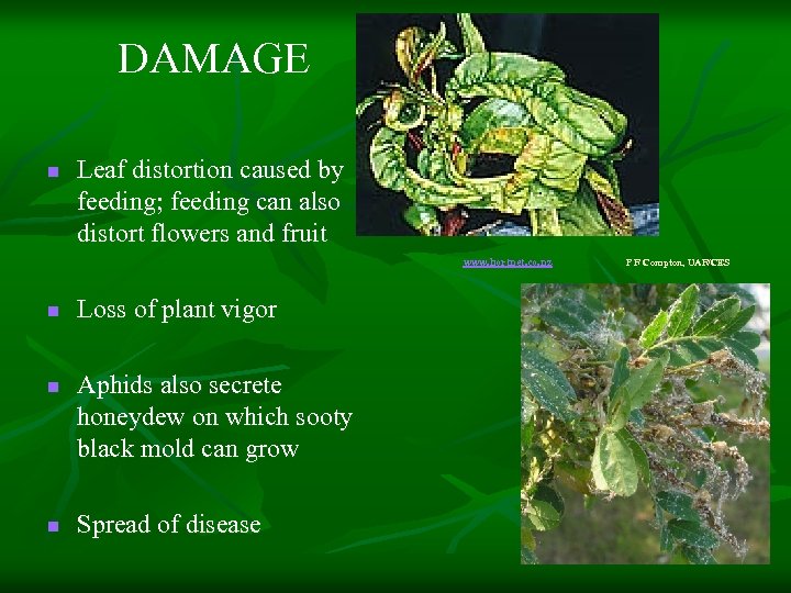 DAMAGE n Leaf distortion caused by feeding; feeding can also distort flowers and fruit