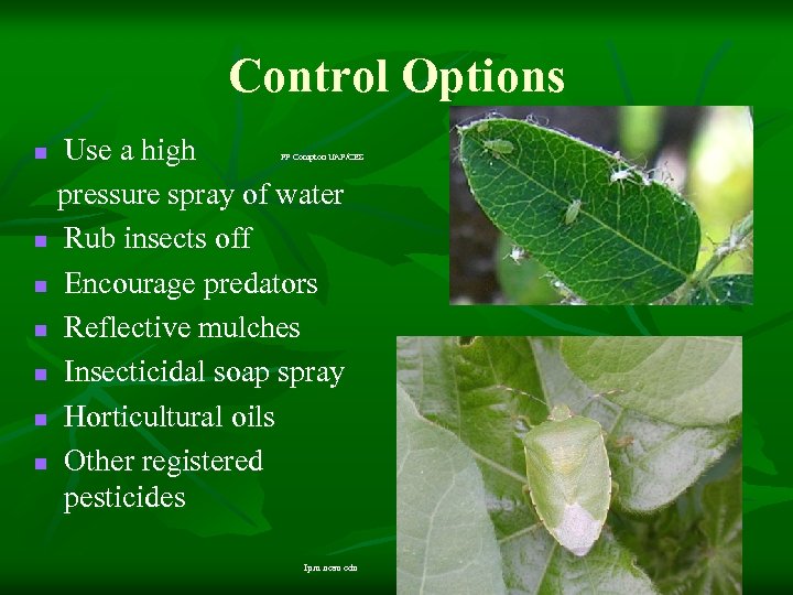 Control Options Use a high pressure spray of water n Rub insects off n