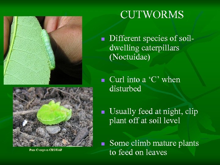 CUTWORMS n n Pam Compton CES/UAF Different species of soildwelling caterpillars (Noctuidae) Curl into