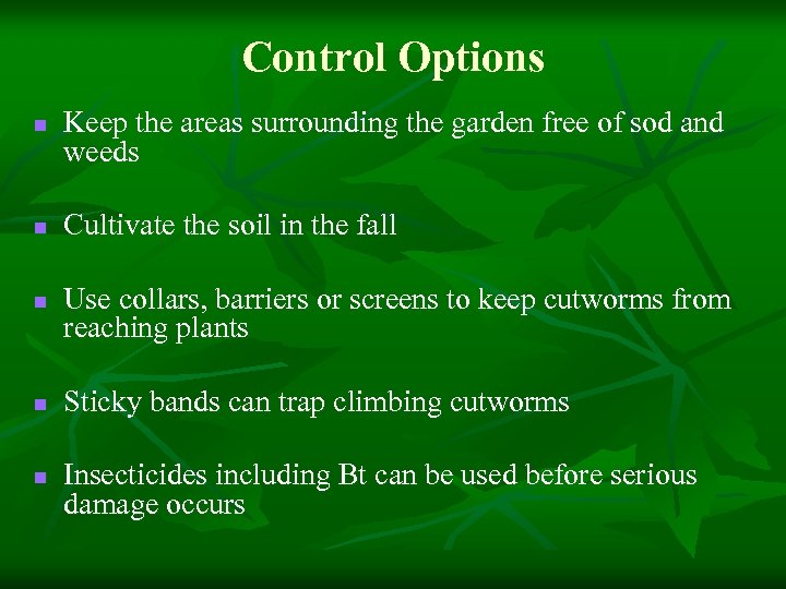 Control Options n n n Keep the areas surrounding the garden free of sod