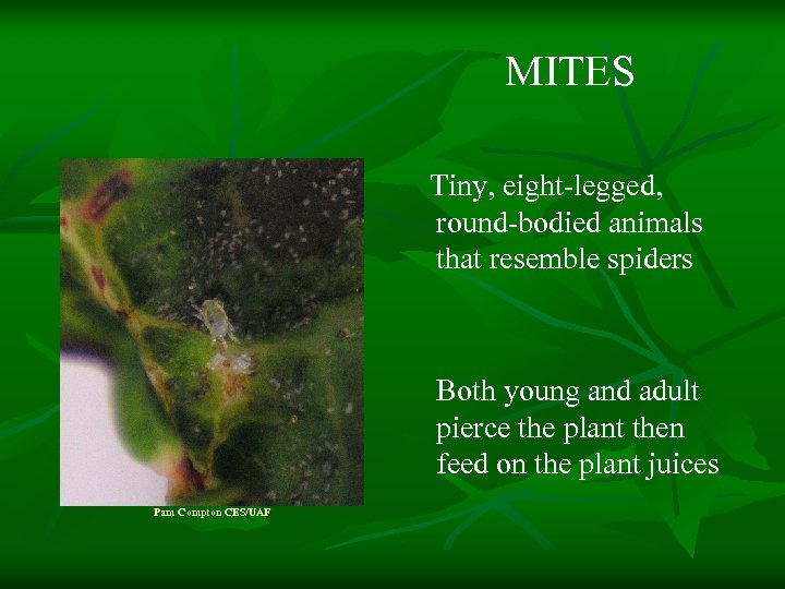 MITES Tiny, eight-legged, round-bodied animals that resemble spiders Both young and adult pierce the