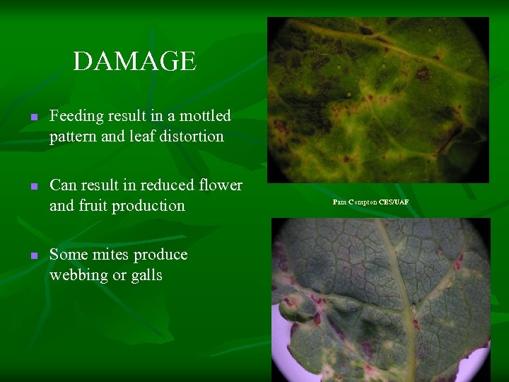 DAMAGE n n n Feeding result in a mottled pattern and leaf distortion Can