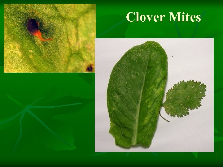 Clover Mites 