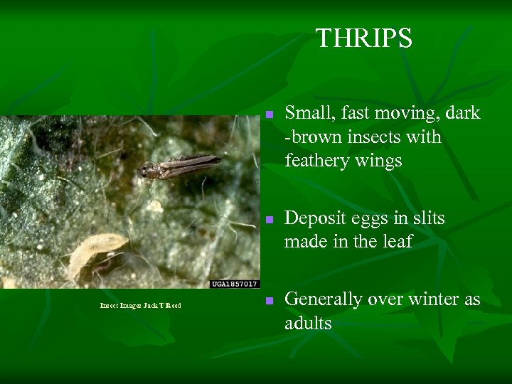 THRIPS n n Insect Images Jack T Reed n Small, fast moving, dark -brown