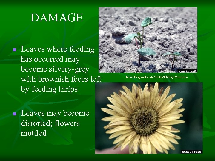 DAMAGE n n Leaves where feeding has occurred may become silvery-grey with brownish feces