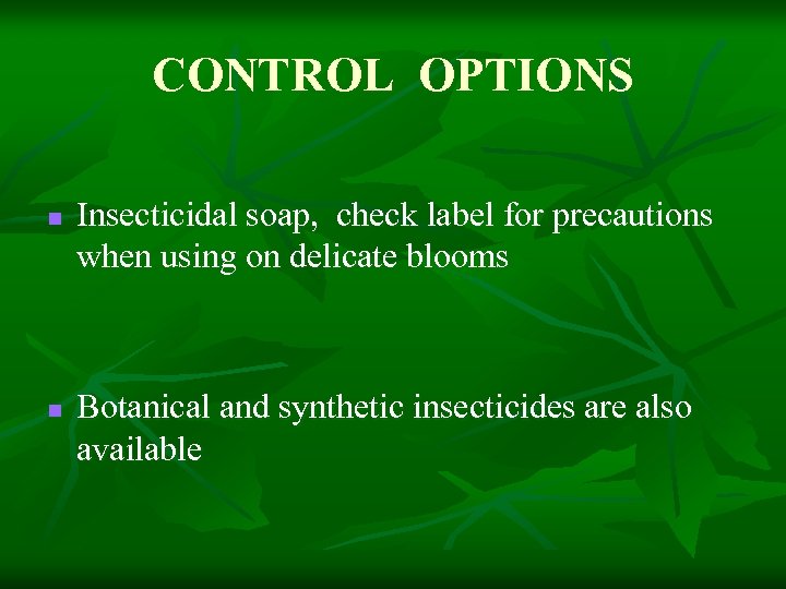 CONTROL OPTIONS n n Insecticidal soap, check label for precautions when using on delicate