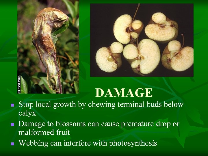 DAMAGE n n n Stop local growth by chewing terminal buds below calyx Damage