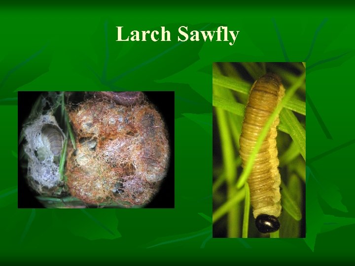 Larch Sawfly 