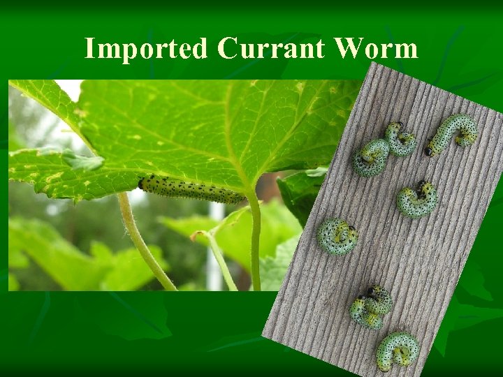 Imported Currant Worm 