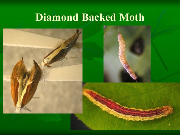 Diamond Backed Moth 