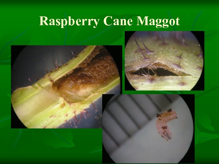 Raspberry Cane Maggot 