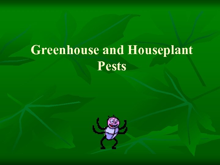 Greenhouse and Houseplant Pests 