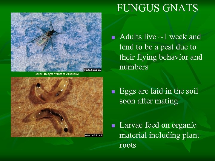 FUNGUS GNATS n Adults live ~1 week and tend to be a pest due