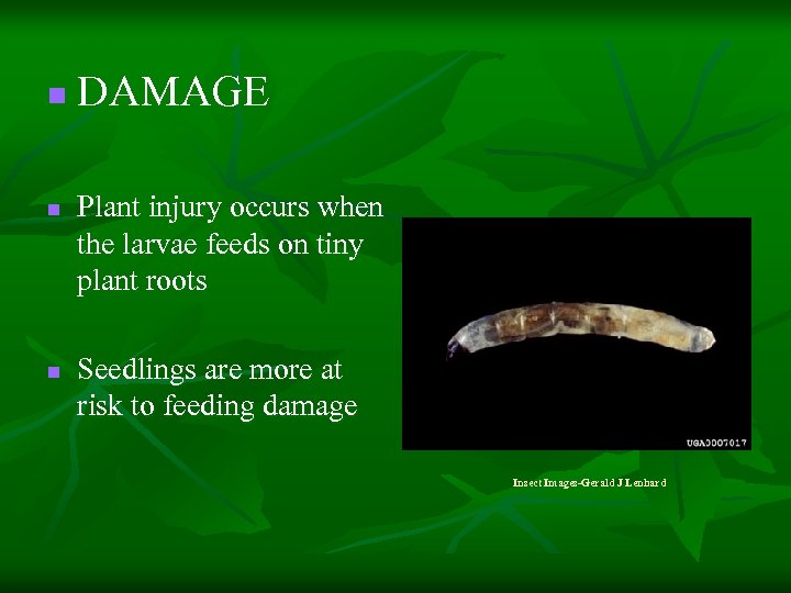 n n n DAMAGE Plant injury occurs when the larvae feeds on tiny plant