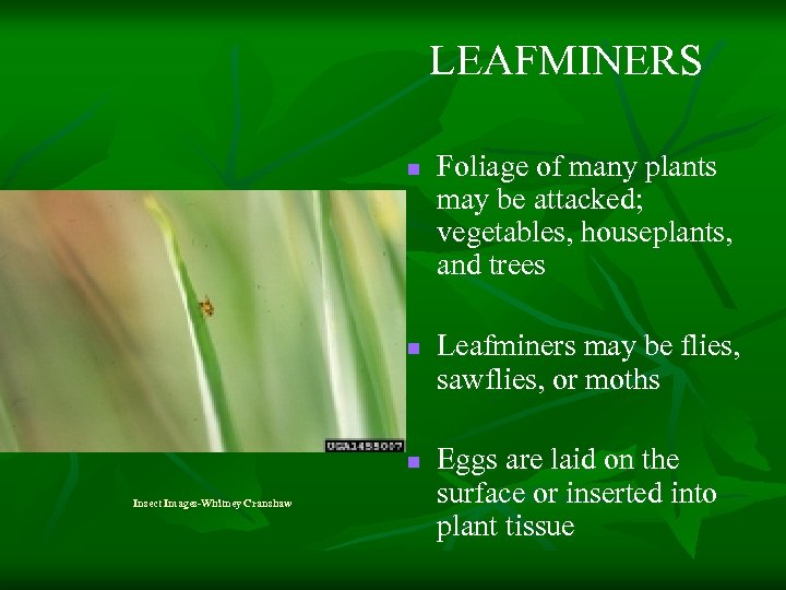 LEAFMINERS n n n Insect Images-Whitney Cranshaw Foliage of many plants may be attacked;