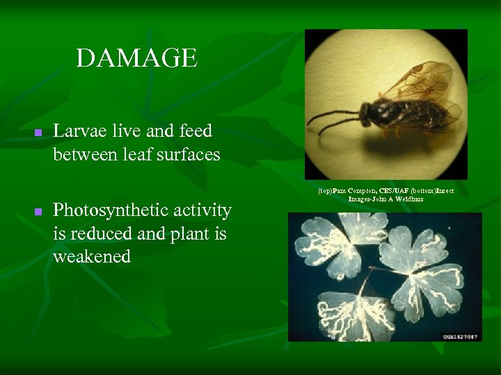 DAMAGE n n Larvae live and feed between leaf surfaces Photosynthetic activity is reduced