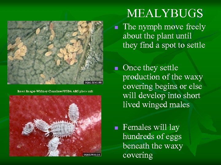 MEALYBUGS n n Insect Images-Whitney Cranshaw//USDA ARS photo unit n The nymph move freely