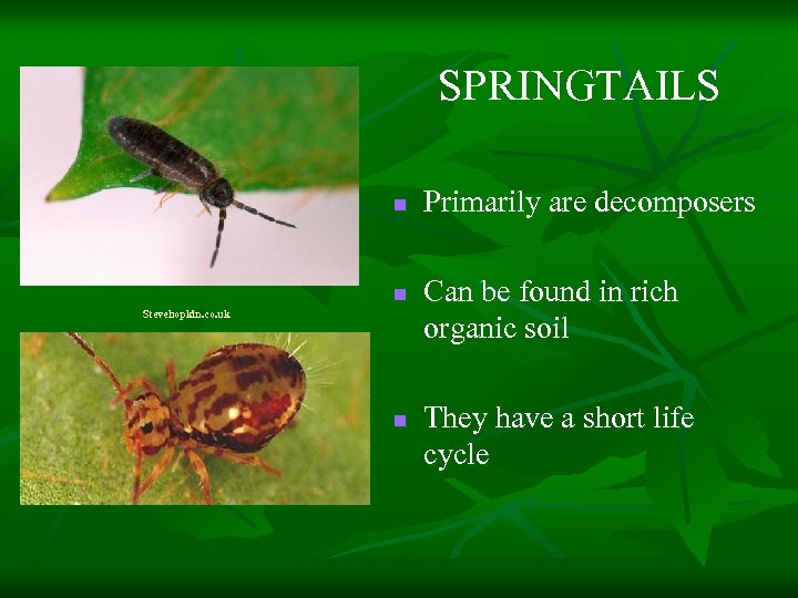 SPRINGTAILS n n Stevehopkin. co. uk n Primarily are decomposers Can be found in