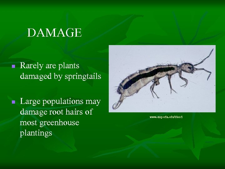 DAMAGE n n Rarely are plants damaged by springtails Large populations may damage root